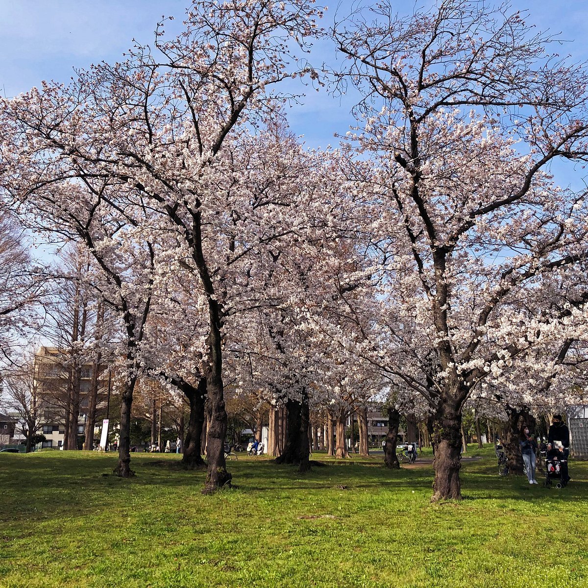 🏞️ 시노자키 공원 이미지 6
